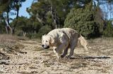 GOLDEN RETRIEVER 594